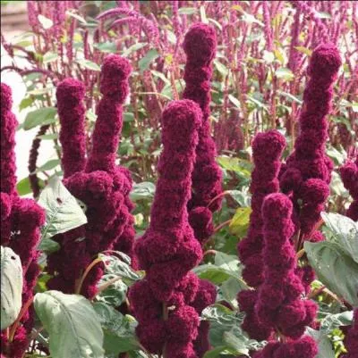 Quelle est la plante de la photo?