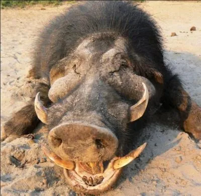 Sur quel continent pourrez-vous découvrir des hylochères?