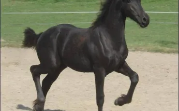 Quiz Equitation