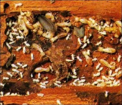 Lorsqu'une termitière est attaquée, certains termites soldats ...