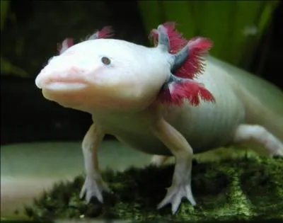 Vous avez sûrement entendu parler de l'axolotl et de sa capacité à se reproduire à l'état larvaire, mais peut-être ne savez-vous pas tout ...