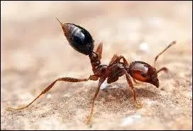 En Amérique du Sud, les célèbres (et néanmoins cuisantes) fourmis de feu, sont confrontées à un problème majeur, les crues, celles de l'Amazone et de ses affluents peuvent en effet atteindre dix mètres de hauteur, il leur fallait donc trouver une parade ...
