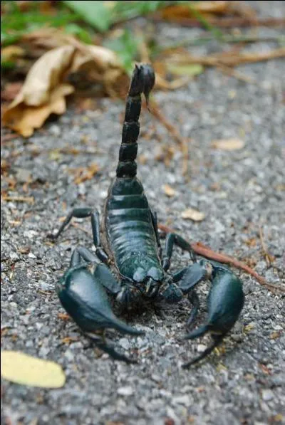 Qui ne connaît pas le scorpion et sa faculté à inoculer son venin par la queue ? Mais il a une autre particularité, bien plus extraordinaire !