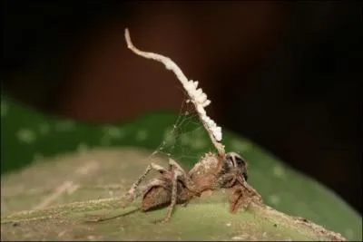 Certaines espèces de fourmis sont surnommées "fourmis zombies", et ce n'est pas sans raisons, elles sont véritablement les esclaves ...