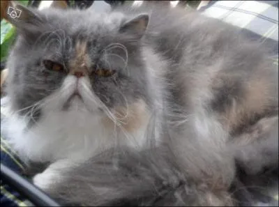 Comment s'appelle le chat de Prim ? (Eh oui, pour ceux et celles qui n'ont vu que le film)