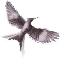 Qu'est-ce qu'un geai moqueur ?