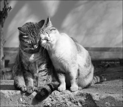 Qui adore les chats ?