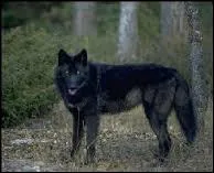 C'est un loup :