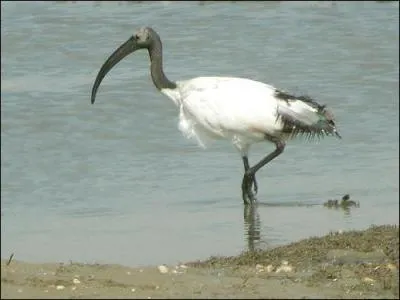 Quel est cet oiseau ?