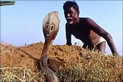 Dans quel pays vénère-t-on le serpent (Naga) dont le Cobra qui bien que dangereux, n'est pas tué ?