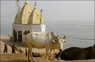 Dans quel pays les vaches sont-elles sacrées ?