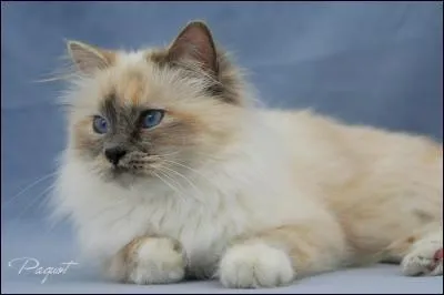 Ce Sacré de Birmanie est...