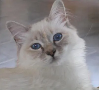 Ce Sacré de Birmanie est...