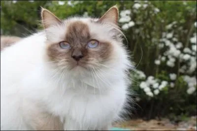 Ce Sacré de Birmanie est...