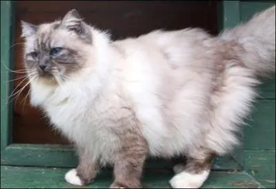 Ce Sacré de Birmanie est...