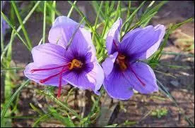 Dans quelle région du Sud marocain se cueillent les pistils du fameux safran marocain ?