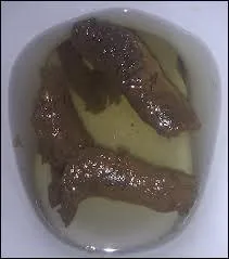 Qui est le meilleur ? (Bonus)