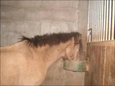 Quelle est la couleur de cette jument ?