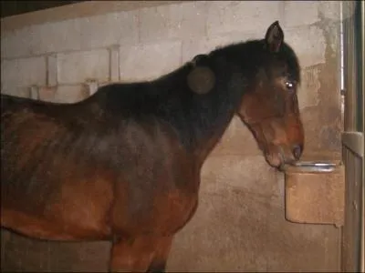 Quelle est la couleur de ce trotteur ?