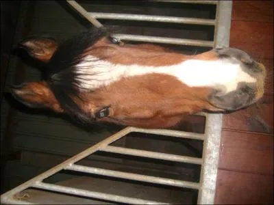 Quelle est la couleur de ce cheval ?