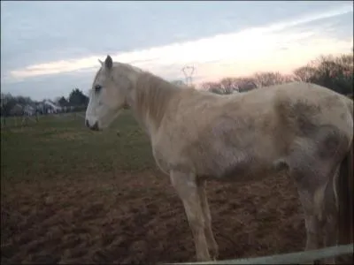 Quelle est la couleur de ce cheval ?