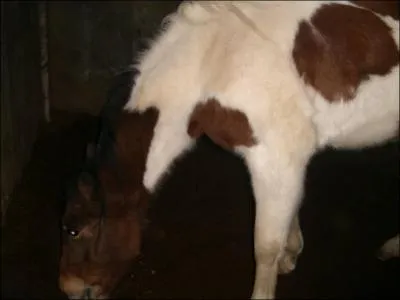 Quelle est la couleur de cette jument ?