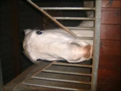 Quelle est la couleur de ce cheval ?