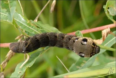 Cette chenille mesurant jusqu'à 8.5 cm de long, est reconnaissable à sa couleur grisâtre-noirâtre. Elle se trouve dans les vignes, les friches... C'est la chenille :
