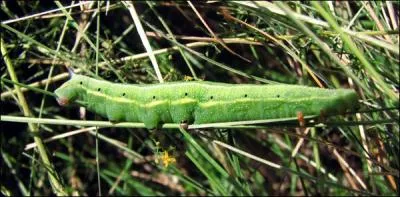 Passons aux chenilles de couleur verte. Cette chenille se reconnait grâce aux bandes jaunes et blanches qui parcourent le long de son corps mais aussi grâce à son corps vert clair couvert de petits points blancs. C'est la chenille du...