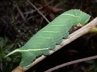 Cette chenille est reconnaissable à sa couleur vert foncé mais aussi grâce à ses bandes blanches très marquées à chaque extrémité de son corps. Elle donne l'apparence d'une chenille dodue. C'est la chenille du...