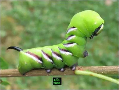 Cette grosse chenille est reconnaissable à ses bandes blanches ornées de noir. Sa queue est noire et ressemble à une petite griffe. C'est la chenille du...