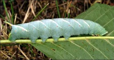 Cette chenille mange principalement les feuilles des tilleuls. Son corps est couvert de petits points blancs et de rayures blanches. Parfois, elle a un petit peu de jaune sur l'arrière du corps. C'est la chenille du...