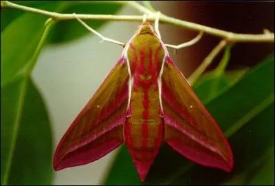 Ce grand sphinx est reconnaissable grâce à sa couleur rosée-violacée. Il butine souvent les fleurs du chèvrefeuille et du valériane rouge. Il est présent un peu partout en Europe et est nocturne. C'est...
