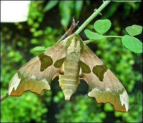 La couleur du fond de l'aile antérieure de ce papillon va du vert au rose saumoné. Ce papillon ne peut pas butiner car sa trompe est atrophiée. Il affectionne les tilleuls, les ormes ainsi que les aulnes. C'est ...