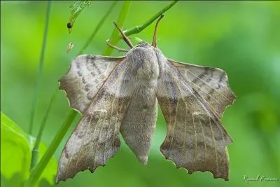 Bien qu'étroitement apparenté au sphinx demi-paon, il s'en distingue par ses taches rouge-orangé sur ses ailes postérieures. Il vit principalement sur les peupliers, les trembles et les saules. C'est...