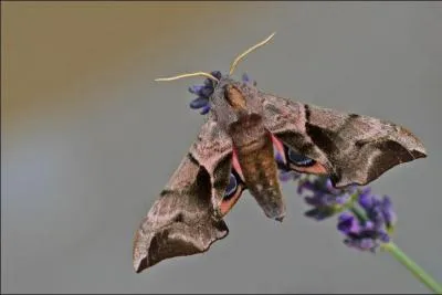 Ce sphinx est reconnaissable grâce à la grosse tache foncée sur son thorax. Comme un autre sphinx, il ne peut pas butiner à cause de sa trompe atrophiée. Il se reconnait aussi grâce à ses ocelles noires et bleues qui se trouvent sur ses ailes postérieures. C'est...