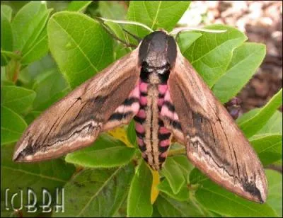 C'est l'un des plus grands sphinx européens avec ses 10 à 12 cm d'envergure. Cet insecte impressionnant se reconnaît grâce à son thorax noirâtre et ses longues ailes antérieures. L'aile postérieure présente une bande rose et son abdomen est rayé de rose et de noir. C'est...