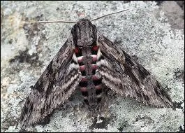 Ce sphinx est reconnaissable grâce aux petits points rouges sur son corps. Il ressemble à un morceau d'écorce quand il est au repos. Il vit la nuit et affectionne les fleurs du tabac. C'est...