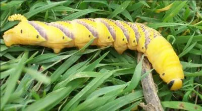Passons aux choses sérieuses, cette chenille est reconnaissable grâce à sa couleur jaune et à ses bandes violettes. Elle peut mesurer jusqu'à 12.5 cm de long. C'est la chenille...