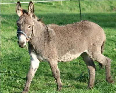 Un "c" ajouté au nom de cet animal vous permettra d'écrire le nom de la préfecture du :