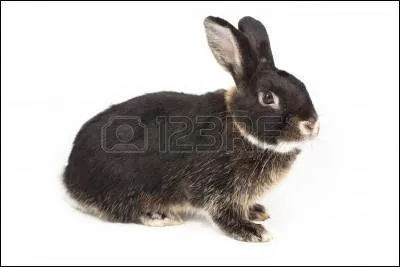 Quelle lettre faut-il ajouter à celles du nom de cet animal pour pouvoir écrire le nom de la préfecture des Vosges ?