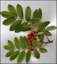 A quel arbre appartiennent ces feuilles ?