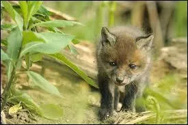 Comment s'exprime le renard ?