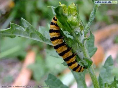 Cette chenille est reconnaissable grâce à son corps jaune annelé de cercles noirs. On la trouve souvent sur la Séneçon de Jacob en train de manger les feuilles. Malgré ses apparences, le papillon issu de cette chenille est rouge et brun. Cette chenille est celle...