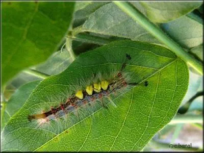 Cette chenille de 4 cm de long est reconnaissable à ses deux antennes poilues qui lui font des airs d'escargot. Son corps est souvent bleu-gris et son dos est orné de petites touffes de poils jaunes. Ses poils peuvent irriter la peau. Le papillon issu de cette chenille est brun-roux. C'est la chenille de...