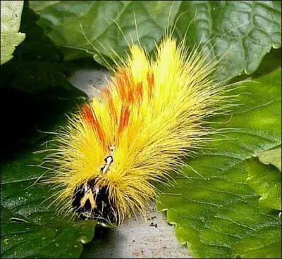 Cette chenille ne se rate pas avec sa couleur jaune vif et ses poils rouges. Quand elle se recroqueville, elle prend une forme d'étoile. Son papillon peut avoir plusieurs tons de gris pour mieux se fondre sur les arbres. Cette chenille est celle...