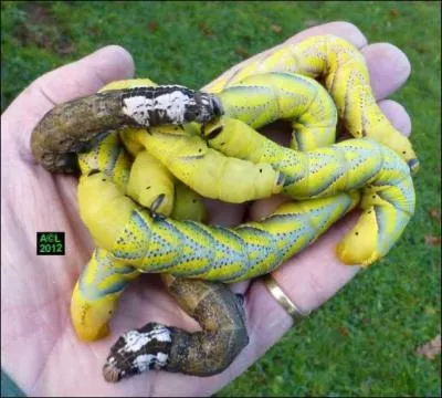 Très connue, cette chenille peut mesurer jusqu'à 12.5 cm de long. Elle peut prendre différents tons de jaune et de vert. Le papillon de cette chenille est connu pour son motif en forme de tête de mort sur le thorax. C'est...