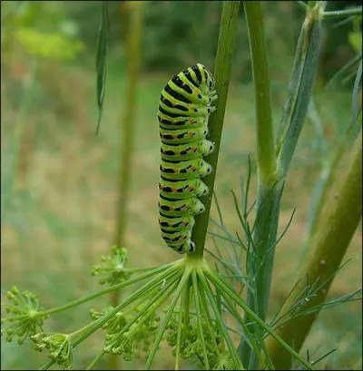 Cette chenille est assez connue et répandue. Quand elle est menacée, elle sort deux petites cornes oranges et répand une mauvaise odeur. C'est la chenille...