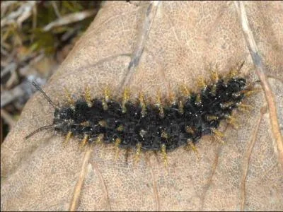 Cette drôle de petite chenille est toute noire avec seulement des piquants jaunes. Le papillon issu de cette chenille est typiquement boréo-alpin. Malgré ses apparences, son papillon deviendra orange avec différents motifs noirs. C'est la chenille...