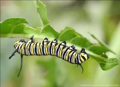 Cette chenille est très connue. Son papillon aussi d'ailleurs car il parcourt tous les ans plus de 4 000 km. Cette chenille est noire rayée de blanc et de jaune avec de longues antennes. C'est la chenille ...
